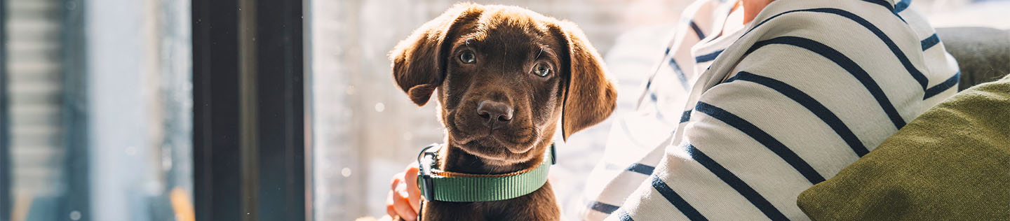 A chocolate-coloured puppy with floppy ears and a turquoise collar sitting across a woman's lap
