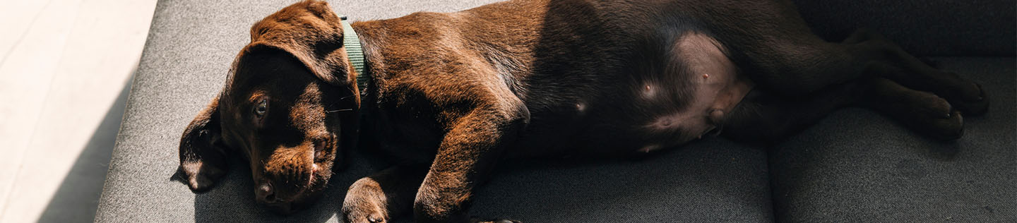 A chocolate-coloured dog with floppy ears and a turquoise collar lying across a sofa cushion that is partly shaded and partly sunny