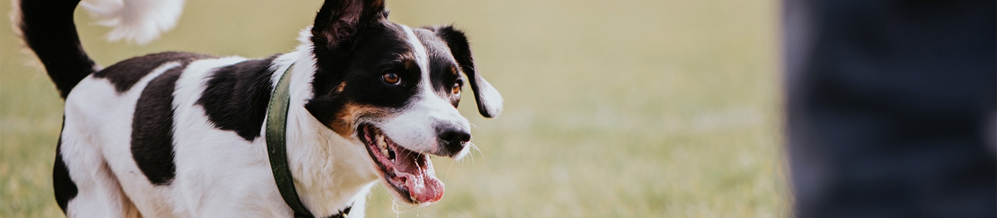 A small black and white dog trotting happily after an orange and blue bouncing ball