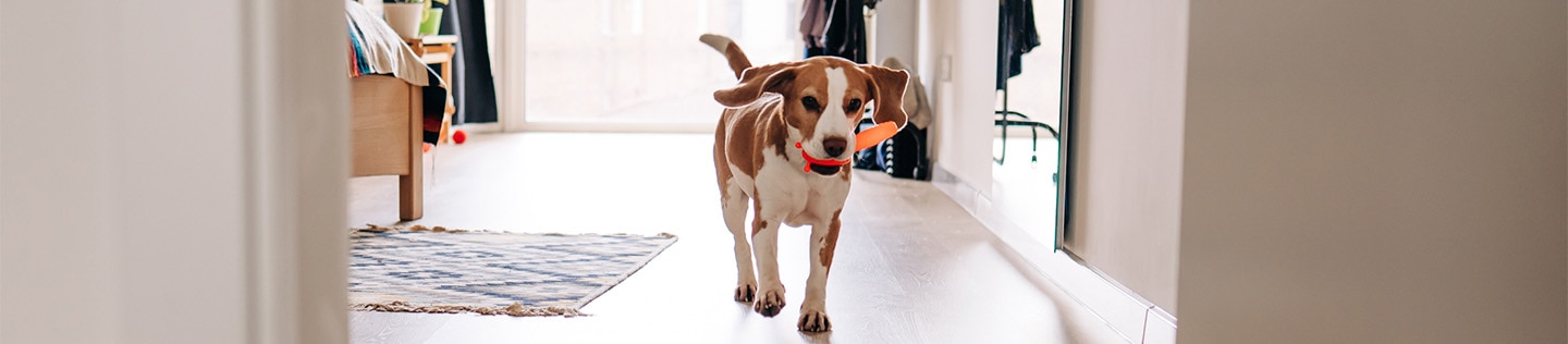 A white and brown dog with floppy ears and an orange toy in their mouth running down a hallway