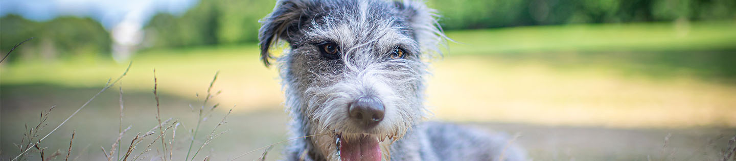 A fluffy grey dog laying in a field of tall grass and panting happily