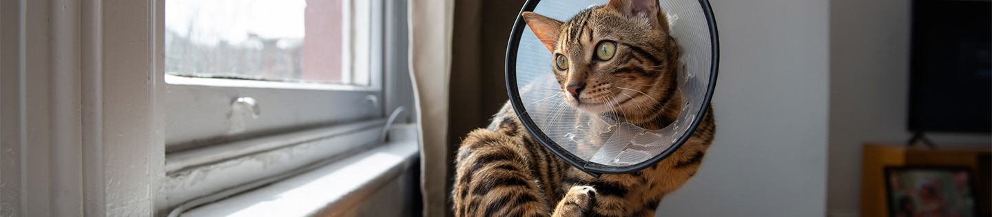 A tabby cat with a protective cone sitting on a table and looking out a window while lifting a hind leg