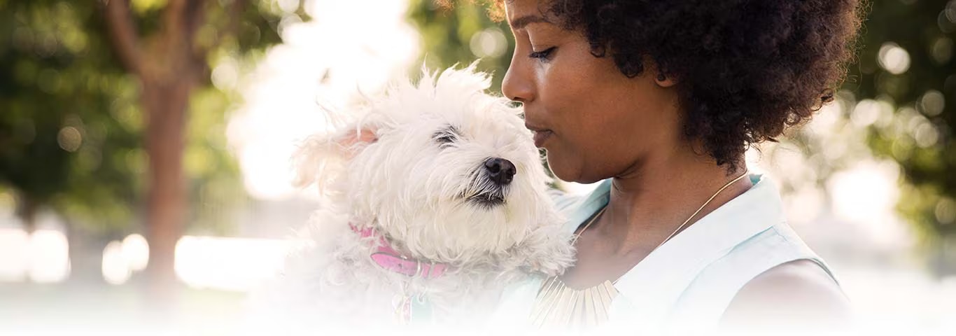 Photo of a West Highland White Terrier dog