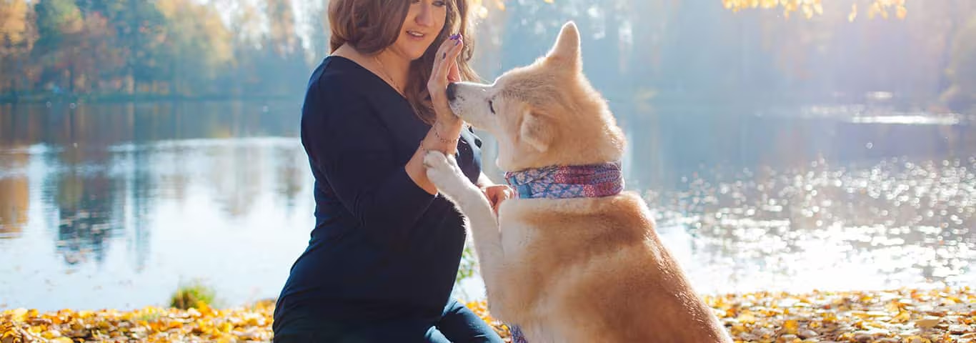 Photo of a Akita dog