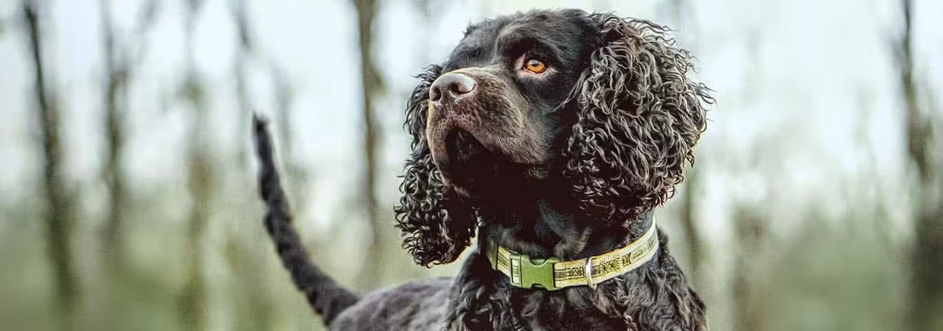 Photo of a American Water Spaniel dog