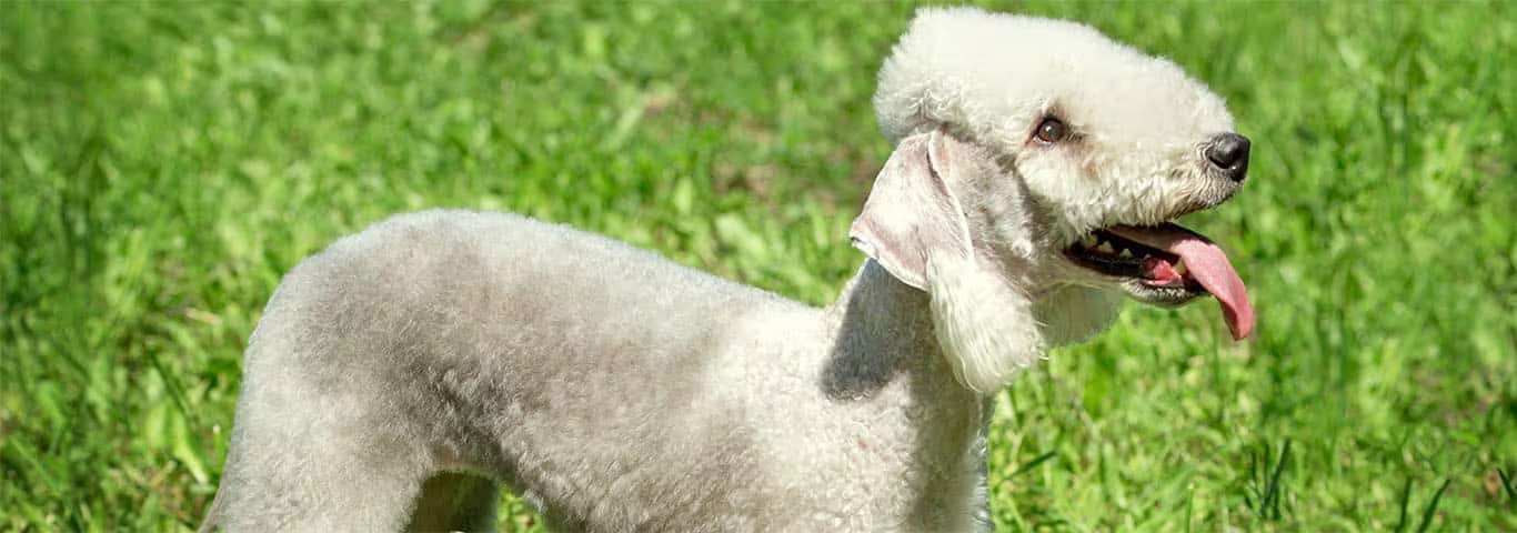 Photo of a Bedlington Terrier dog