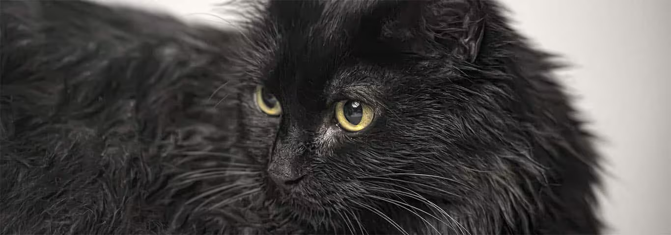 Photo of a Tiffany cat