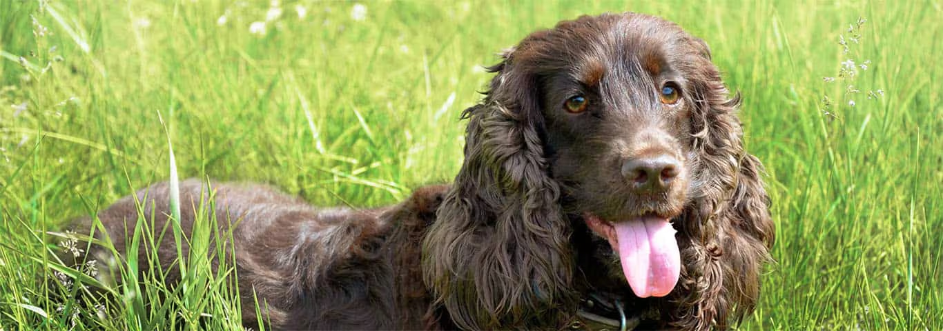 Photo of a Flat-coated Retriever dog