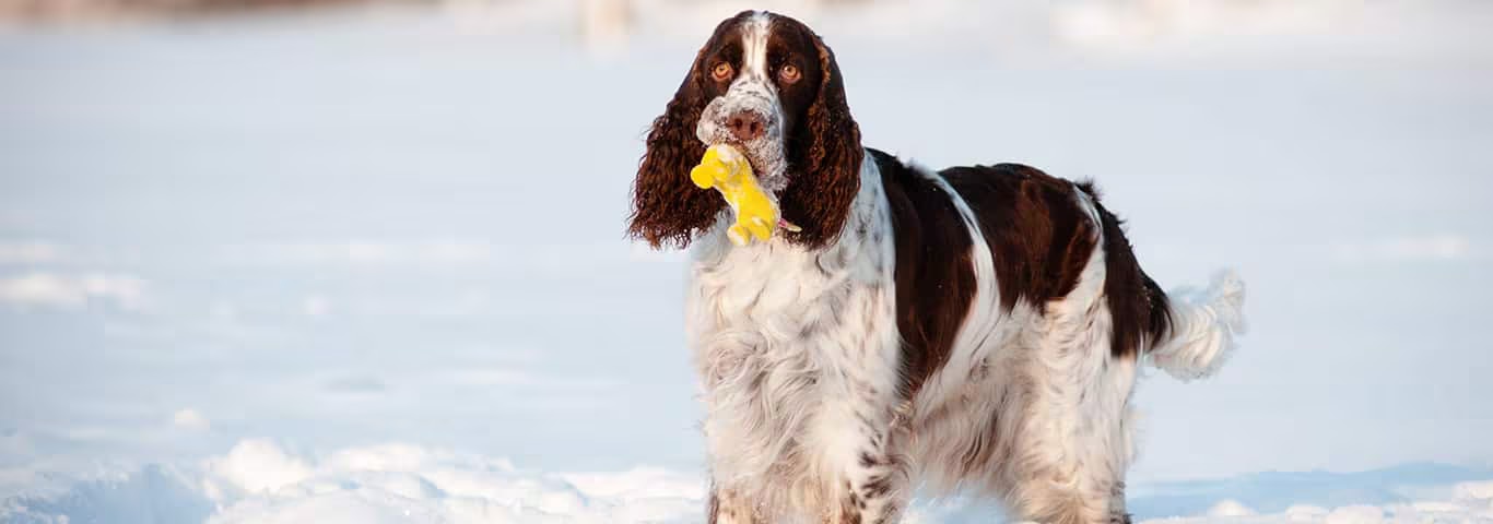 Photo of a Field Spaniel dog