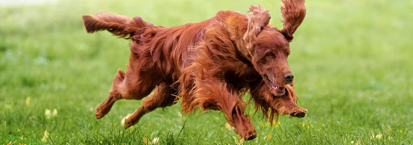 Photo of a Irish Setter dog