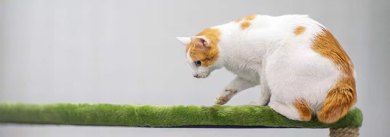 Photo of a Japanese Bobtail cat