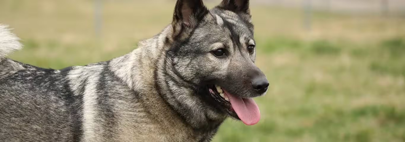 Photo of a Norwegian Elkhound dog
