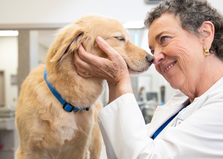 A Vet holding a pet dog lovingly