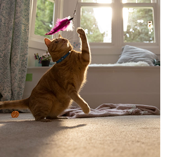orange cat playing with a pink feather cat toy