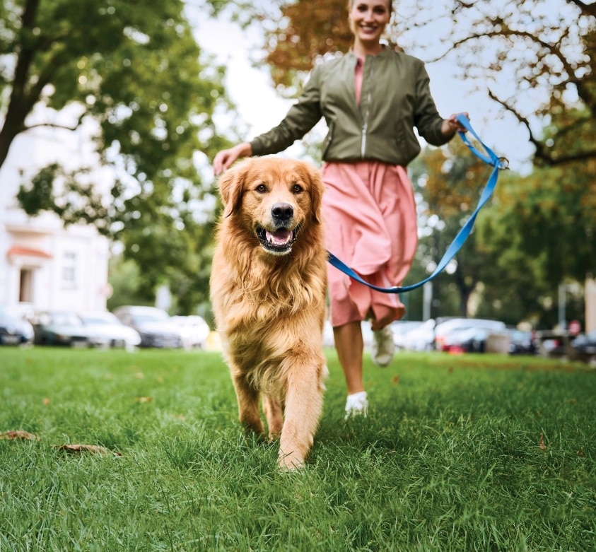 happy golden retriever walking with owner