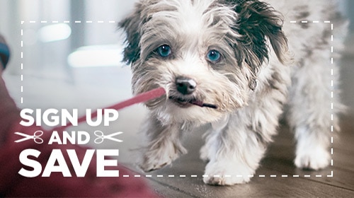 Sign up & save dog - pet playing