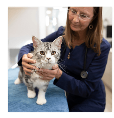 Veterinarian examining a small grey and white tabby kitten on a blue table.