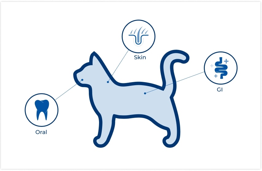 location of microbiomes on cat