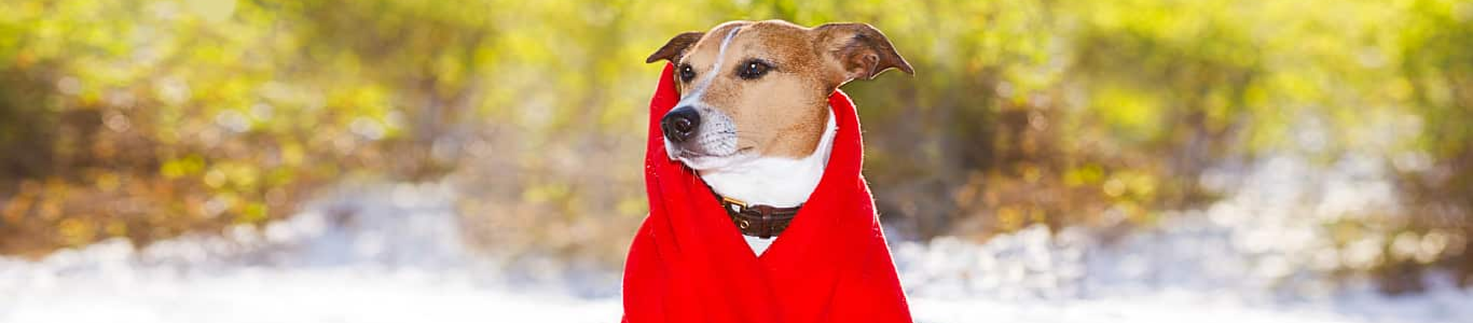 Jack Russell Terrier wrapped in red blanket