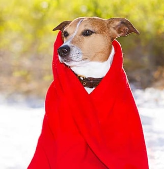 Jack Russell Terrier wrapped in red blanket