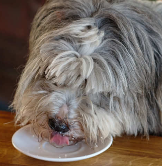 Gray dog eating off table