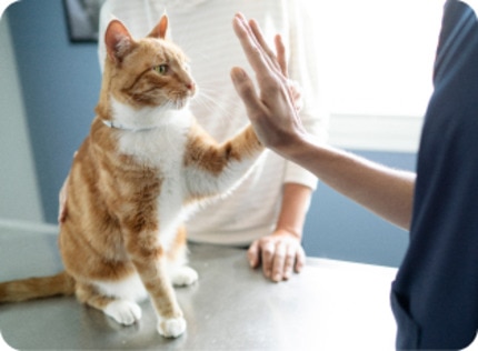 orange cat at the vet with paw up