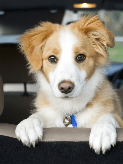 dog in car