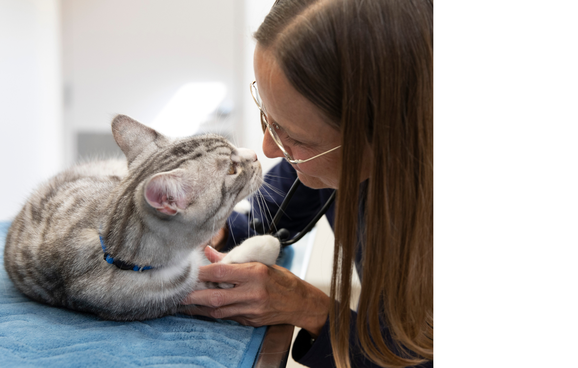 A cat on a veterinary table beside a veterinarian