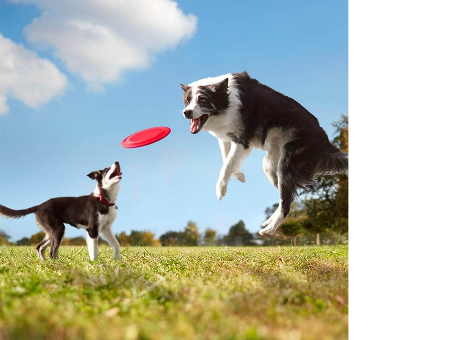 Two dogs playing catch with a frisbee