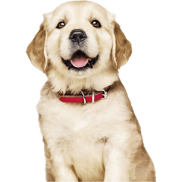 image of golden retriever puppy