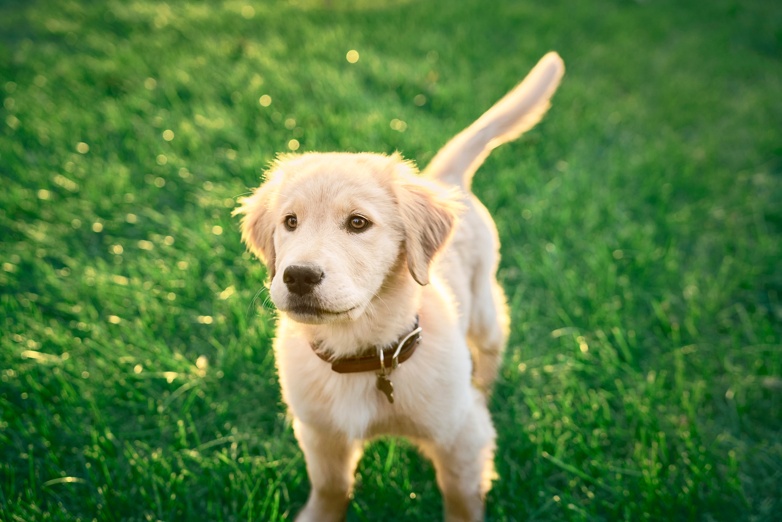 A puppy with tagged collar with his family