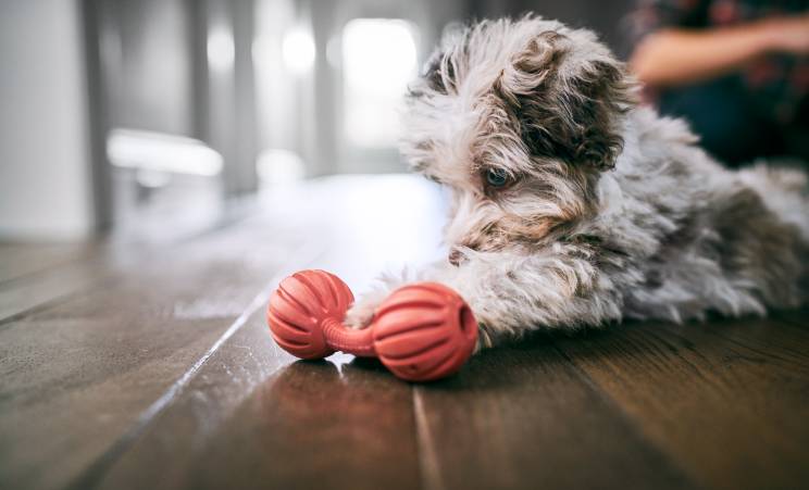 Puppy with toy