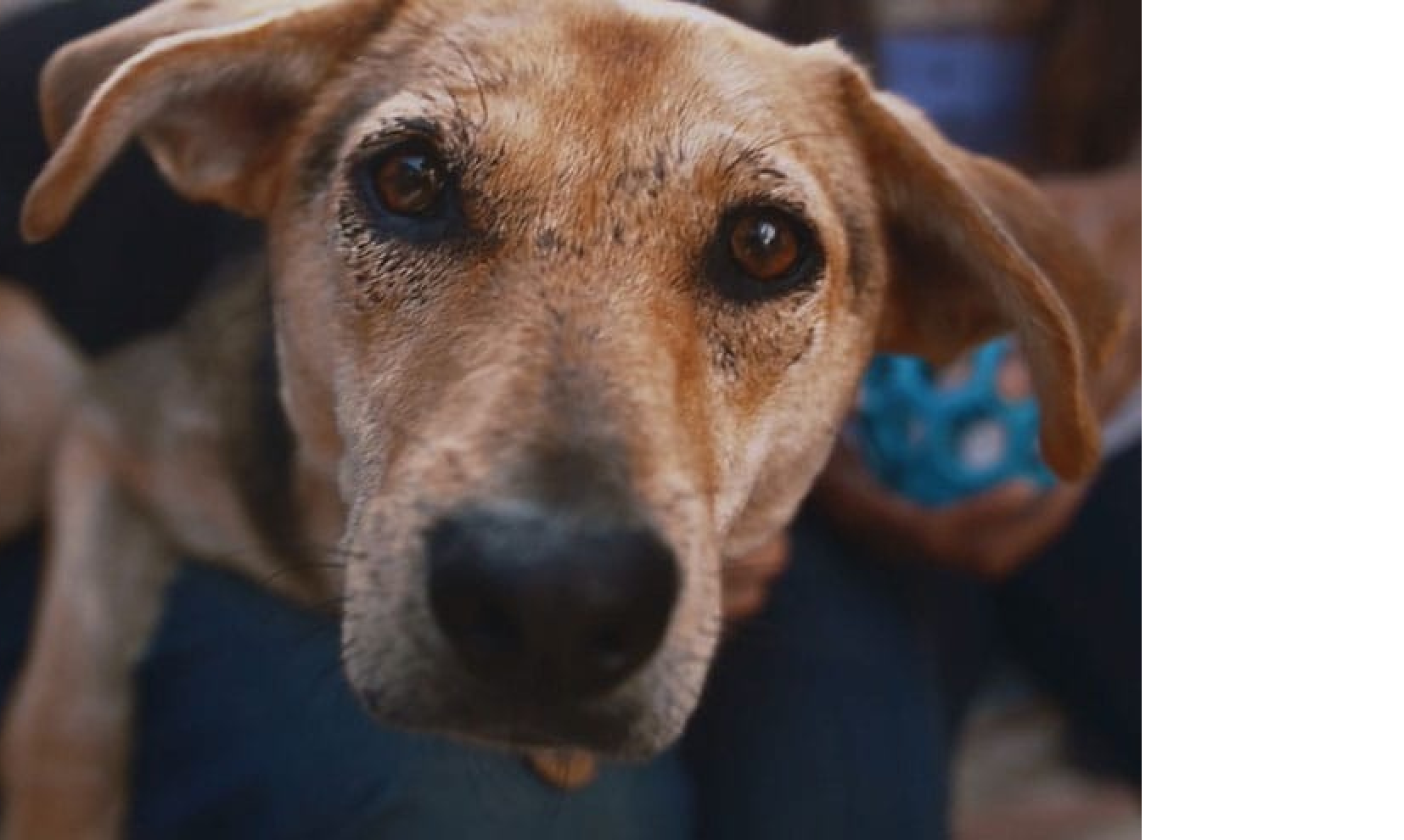 A puppy looking up at the camera.