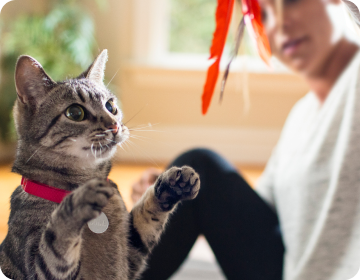 A pet parent plays with her cat with a dangling cat toy