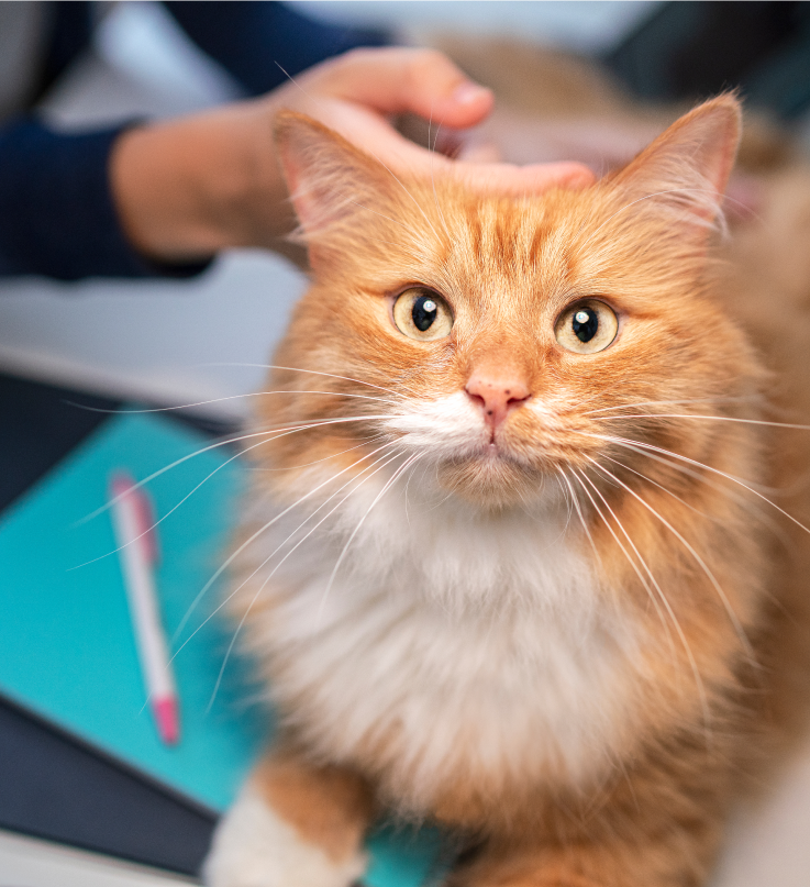 An orange cat looks up whilst being stroked